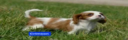 Cavalier King Charles Spaniel dogs for sale: Crimson - Ad 6