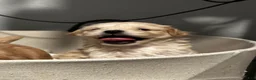 Shihpoo dogs for sale: Shihpoo 2 - "Cochi"  - Ad 5