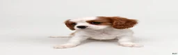 Cavalier King Charles Spaniel dogs for sale: Joshua Cavalier King Charles Spaniel  - Ad 8