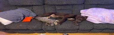 Mixed Breed 2