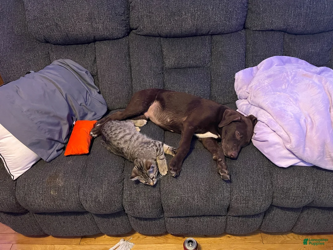 Mixed Breed dogs for sale: Mixed Breed 2 - Ad 1