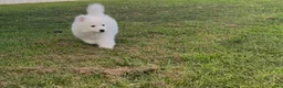Samoyed dogs for sale: Nimbus  - Ad 7