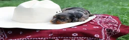 Miniature Dachshund dogs for sale: Paris - Ad 5