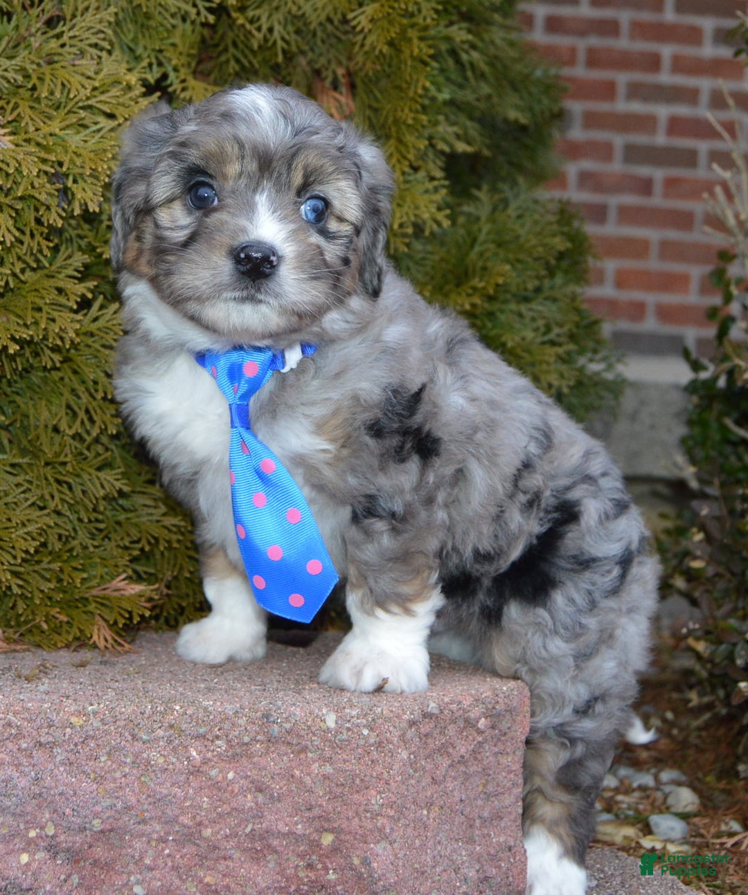 Mini Aussiedoodle dogs for sale: Mini Auggie - Ad 15