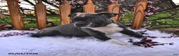 Boston Terrier dogs for sale: Beau - Ad 8