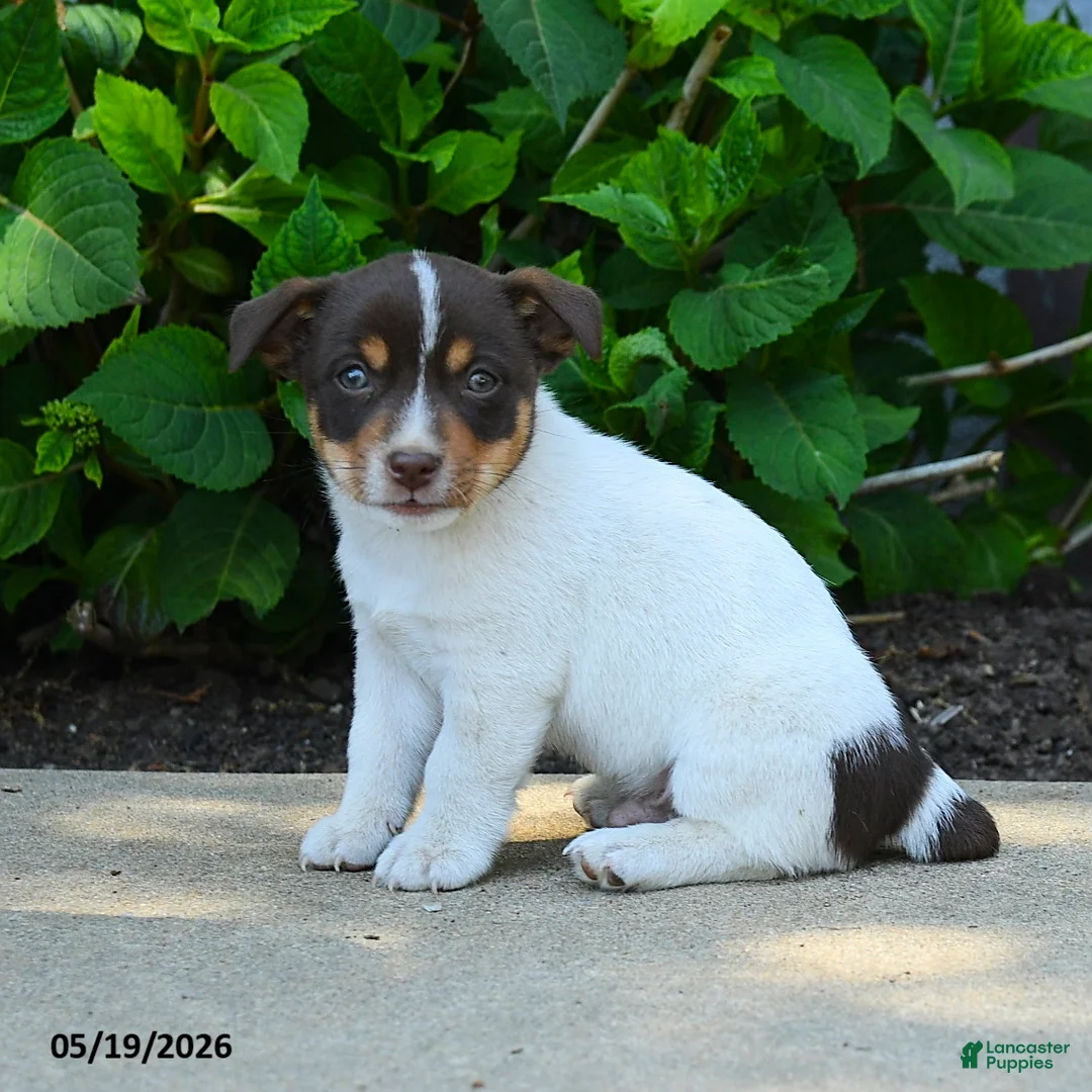 Jack Russell Terrier dogs for sale: Bernard - Ad 1