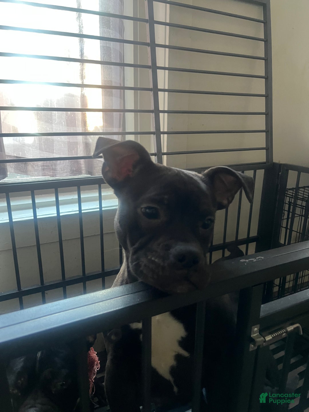American Bully dogs for sale: American Bully Puppy 1 - Ad 2