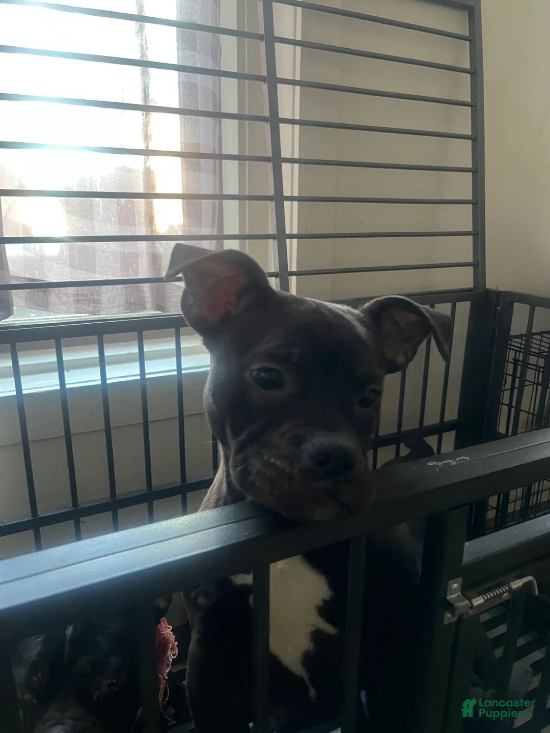 American Bully dogs for sale: American Bully Puppy 1 - Ad 2