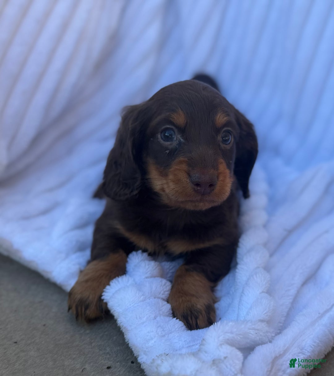 Miniature Dachshund dogs for sale: Frisky - Ad 5