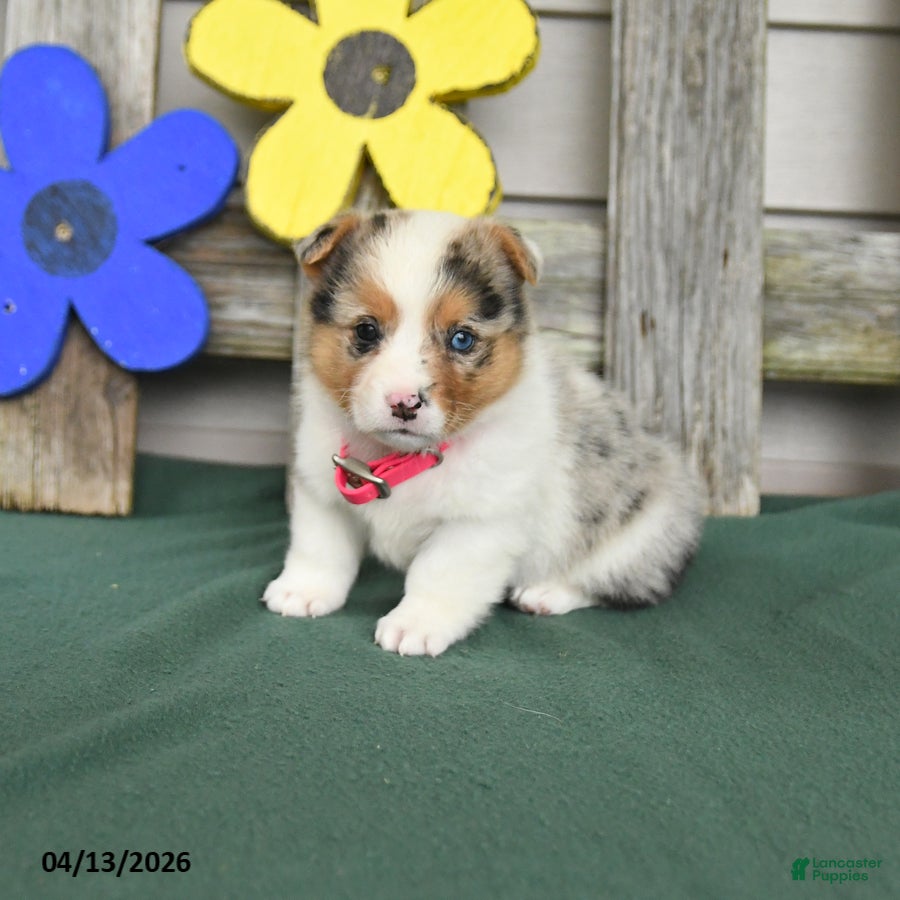 Welsh Corgi Pembroke dogs Bella    - Ad 1