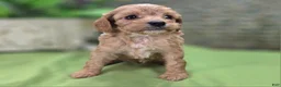 Cavapoo dogs for sale: Miles - Ad 17