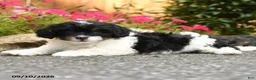 Mixed Breed dogs for sale: Lincoln - Ad 2