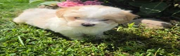 Shihpoo dogs for sale: Wendy - Ad 9