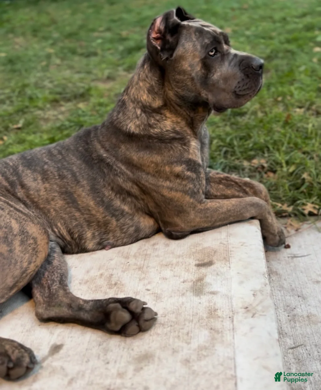 Cane Corso dogs for sale: Tesla - Ad 4