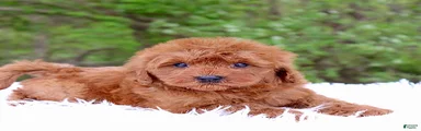 Mr. Rusty
