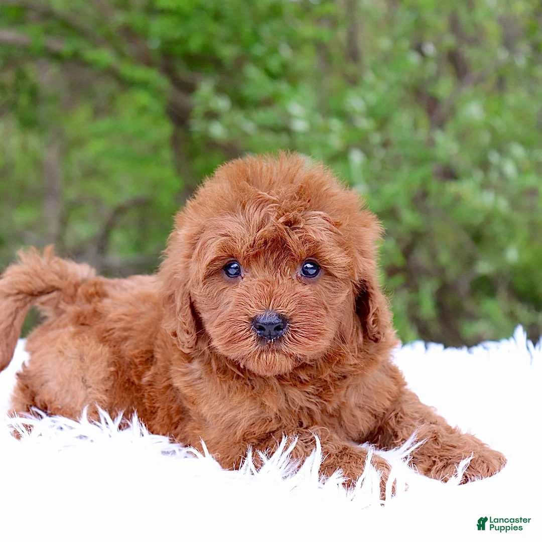 Cavapoo dogs for sale: Mr. Rusty - Ad 1