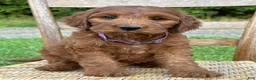 Irish Doodle dogs for sale: Molly - Ad 20