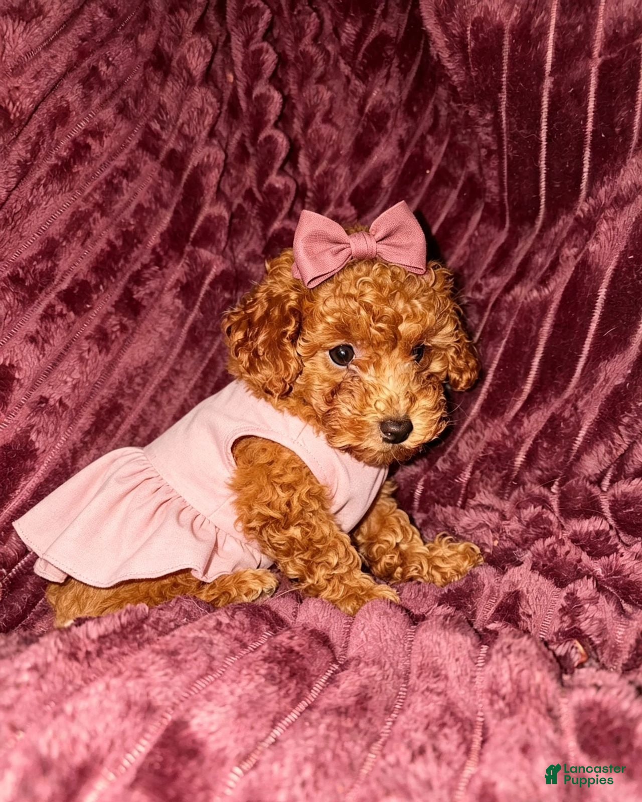 Toy Poodle dogs Maple -Potty and Crate Trained HOME RAISED - Ad 2
