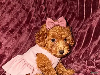 Toy Poodle dogs Maple -Potty and Crate Trained HOME RAISED - Ad 2