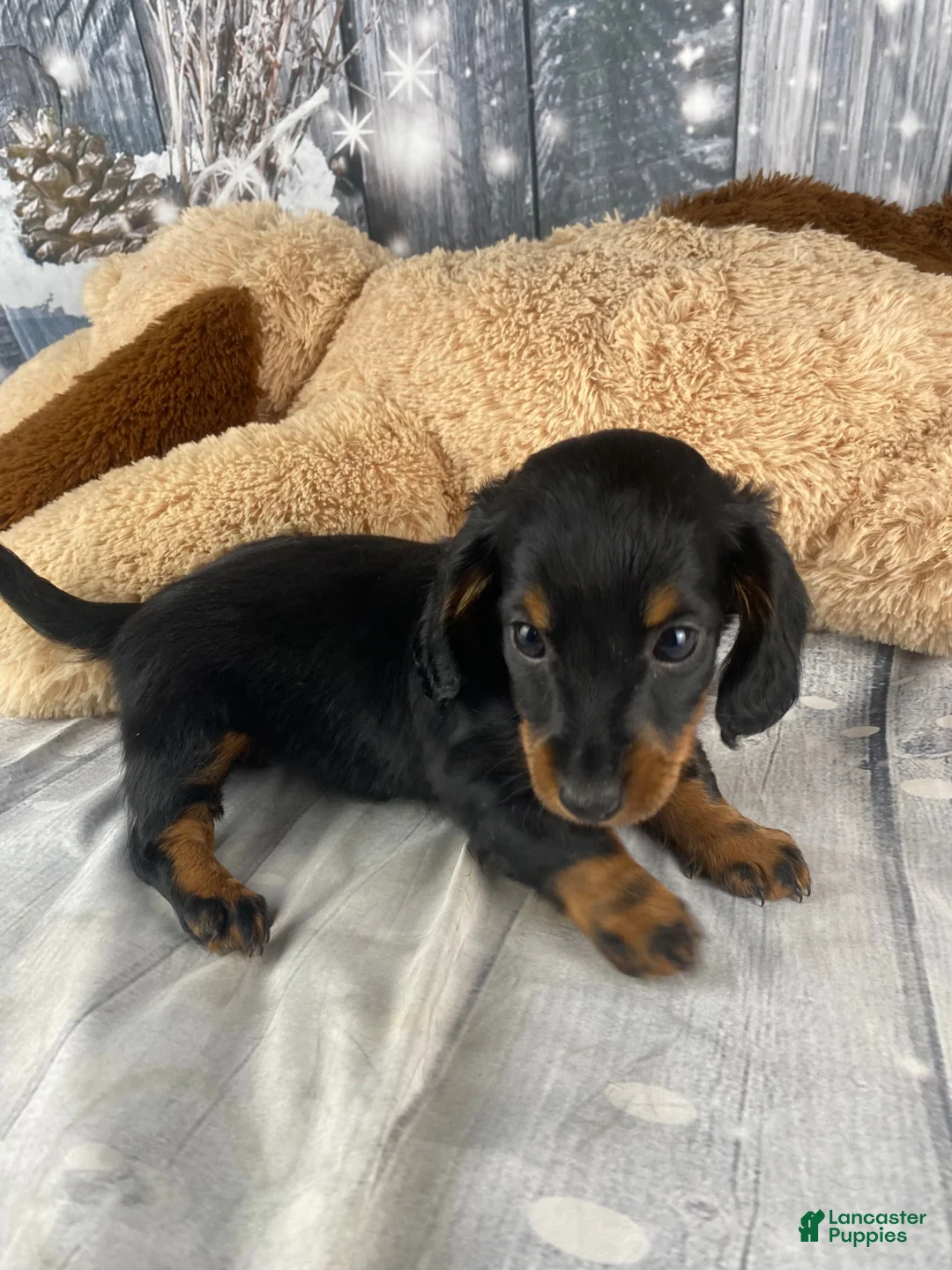 Miniature Dachshund dogs for sale: Willow - Ad 5