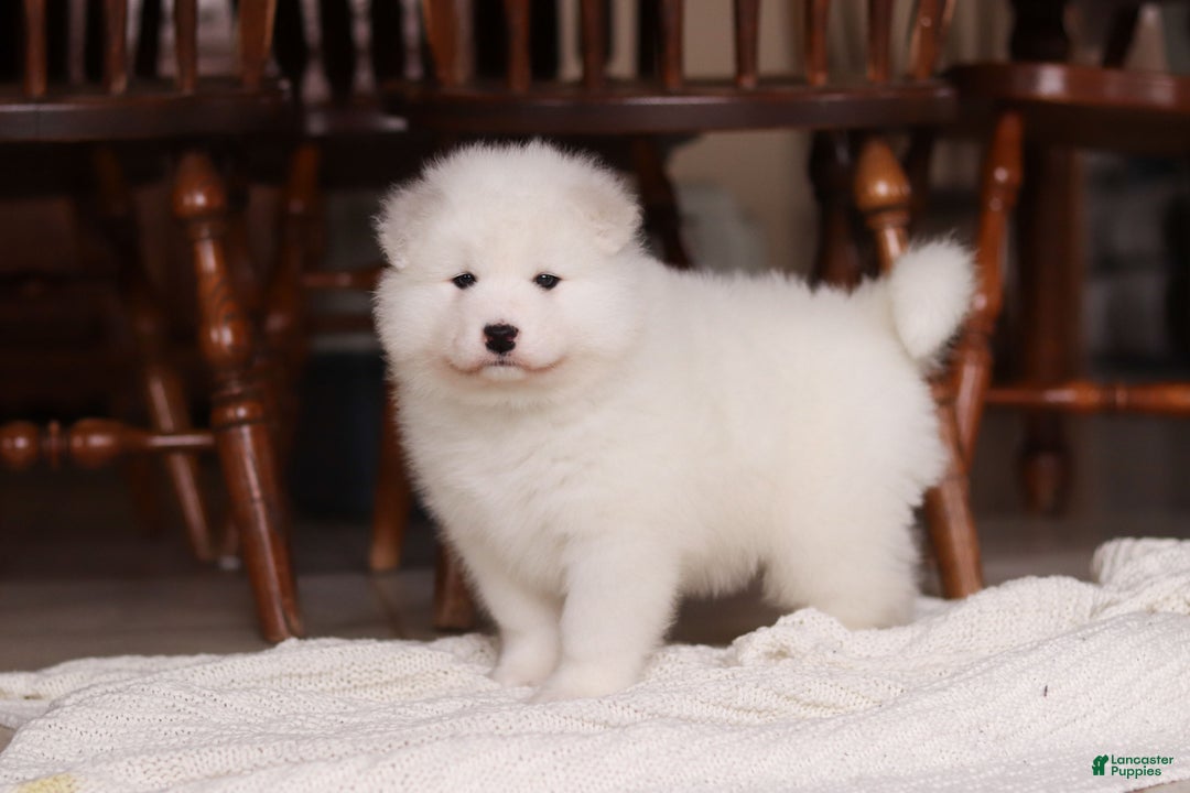 Samoyed dogs for sale: Rocky - Ad 9