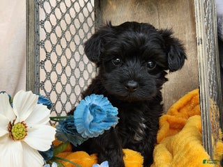 Yorkiepoo dogs - Ad 17