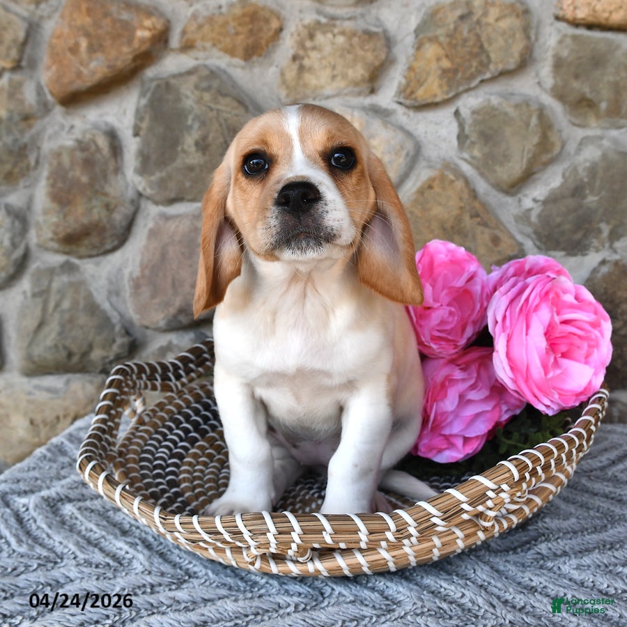 Mixed Breed dogs Lilly - Ad 2