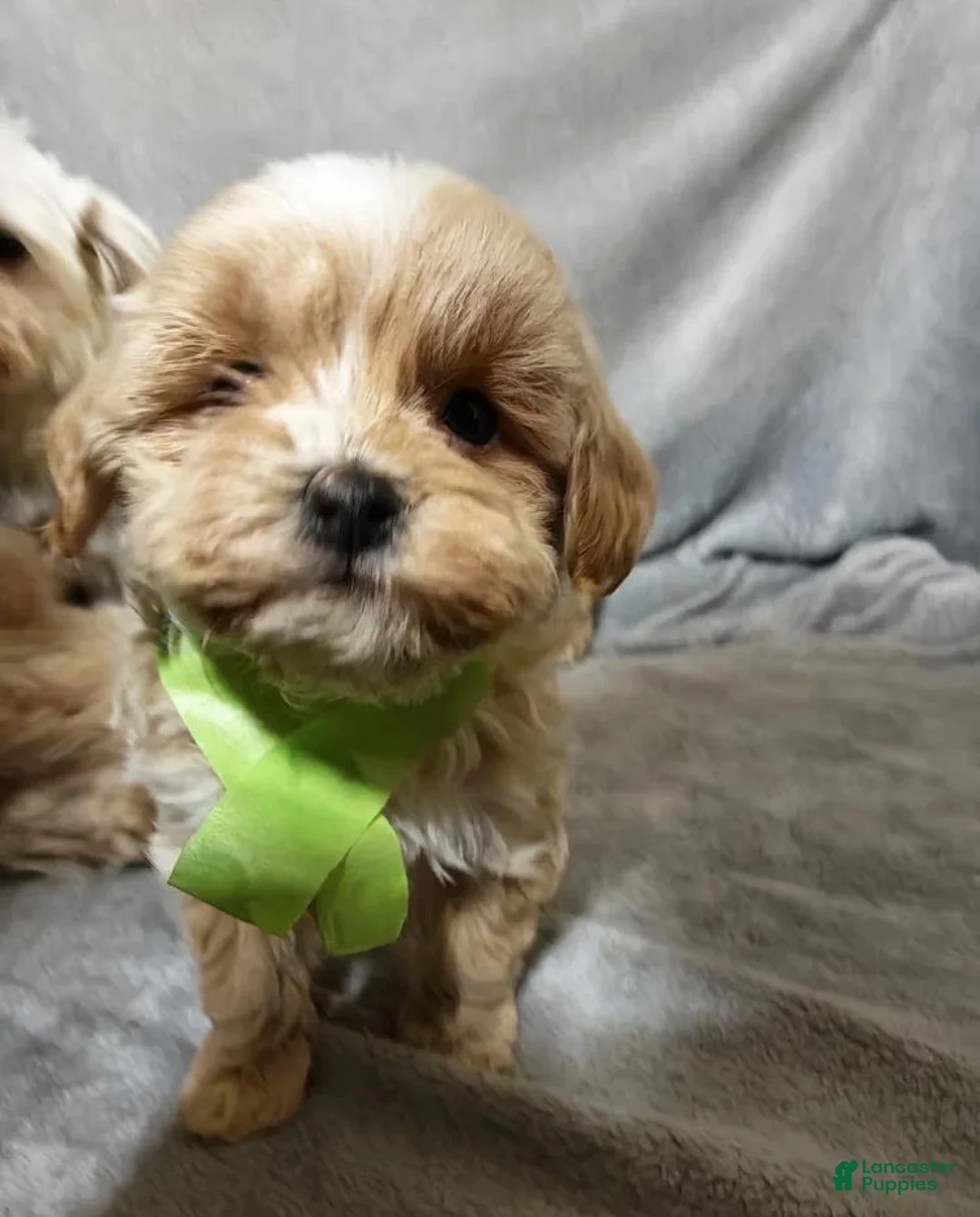 Maltipoo dogs for sale: Maltipoo Puppy 1 - Ad 1