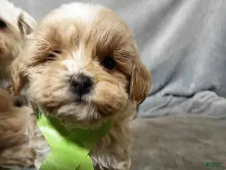 Maltipoo dogs Maltipoo Puppy 1 - Ad 8