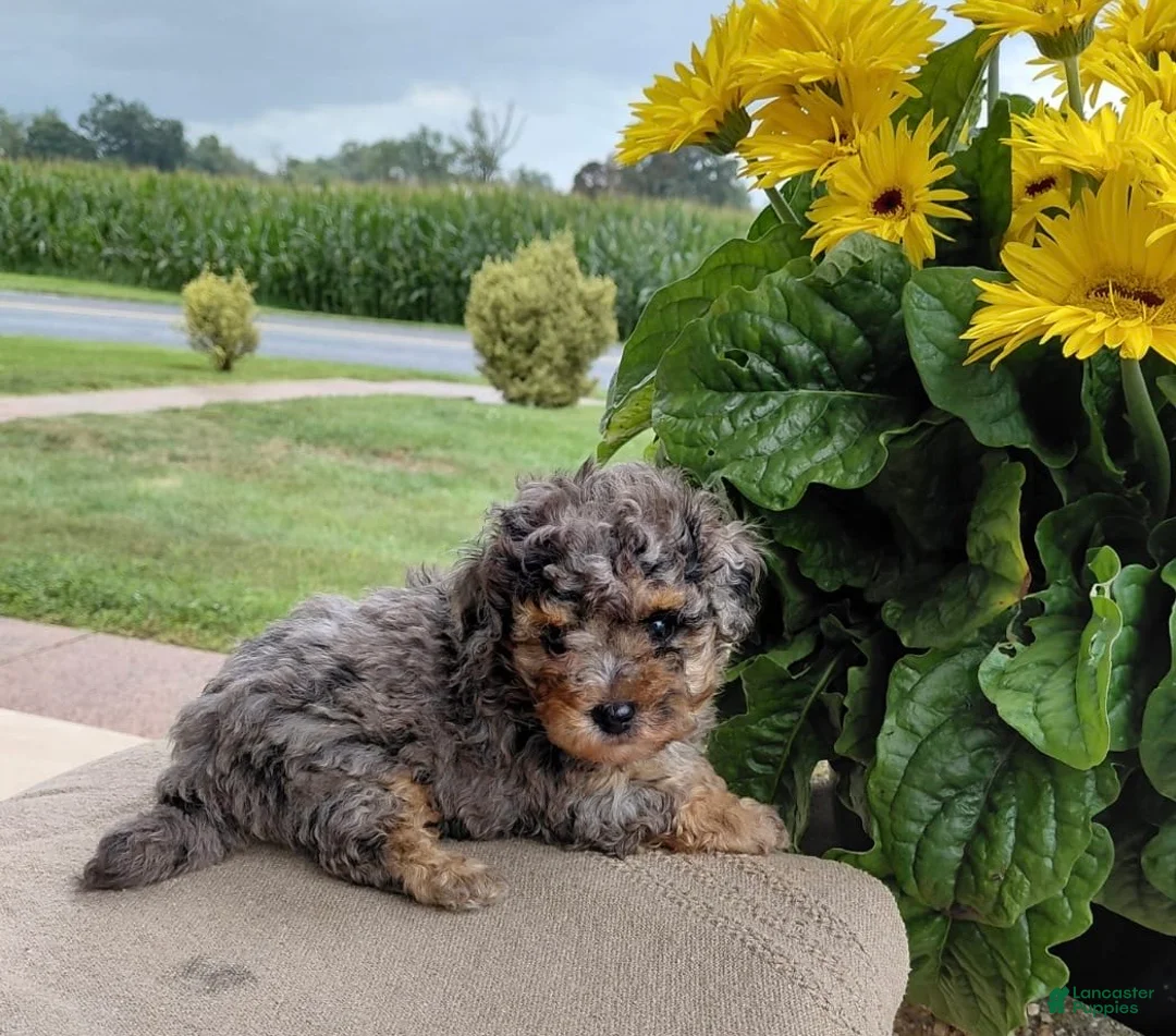 Bichpoo dogs for sale: Timber - Ad 1