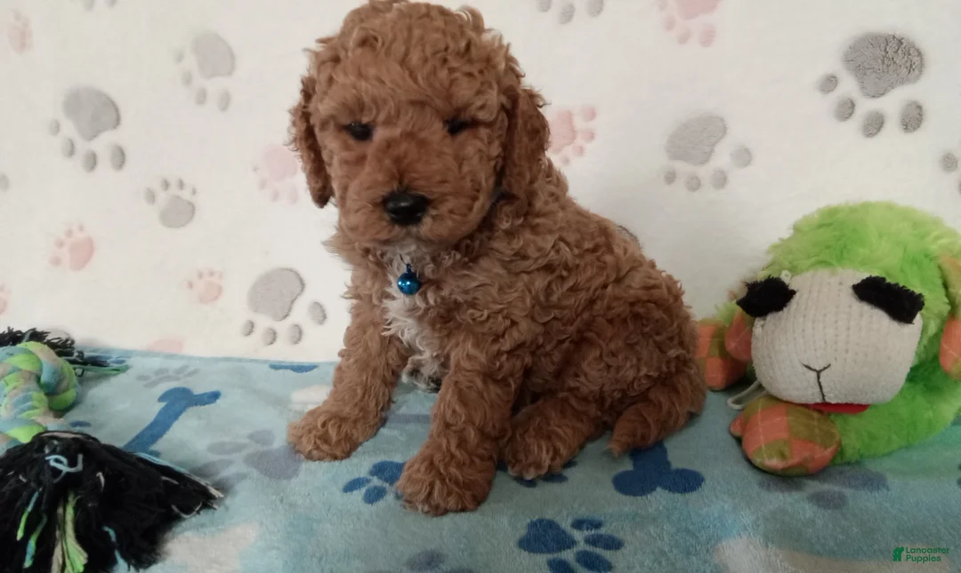 Cockapoo dogs for sale: Petey  - Ad 3