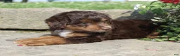 Mini Aussiedoodle dogs for sale: Zeek - Ad 7