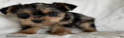 Mixed Breed dogs for sale: Kermit - Ad 2