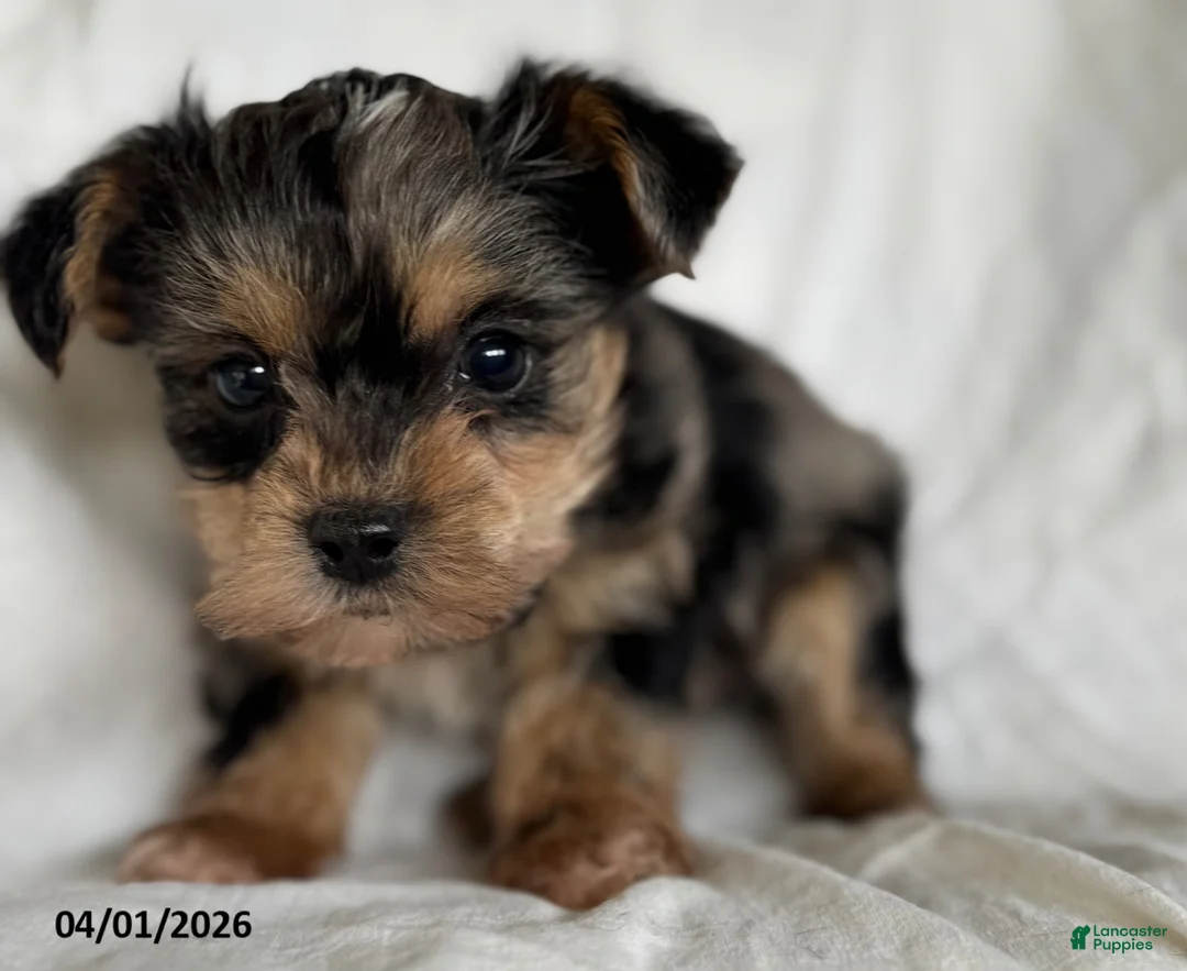 Mixed Breed dogs for sale: Kermit - Ad 2