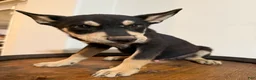 Pitsky dogs for sale: Pitsky 1 - Ad 2