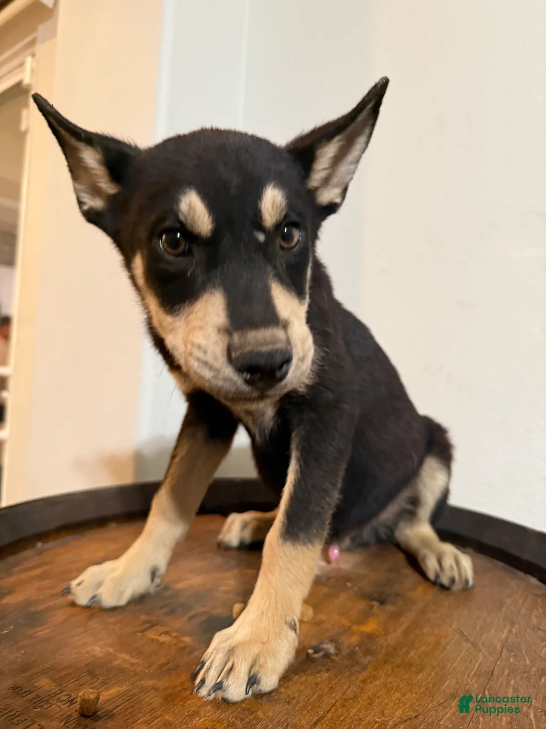 Pitsky dogs for sale: Pitsky 1 - Ad 2