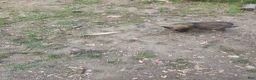Mixed Breed dogs for sale: Mixed Breed 1 - Ad 1