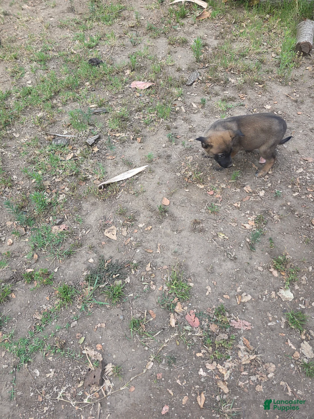 Mixed Breed dogs for sale: Mixed Breed 1 - Ad 1