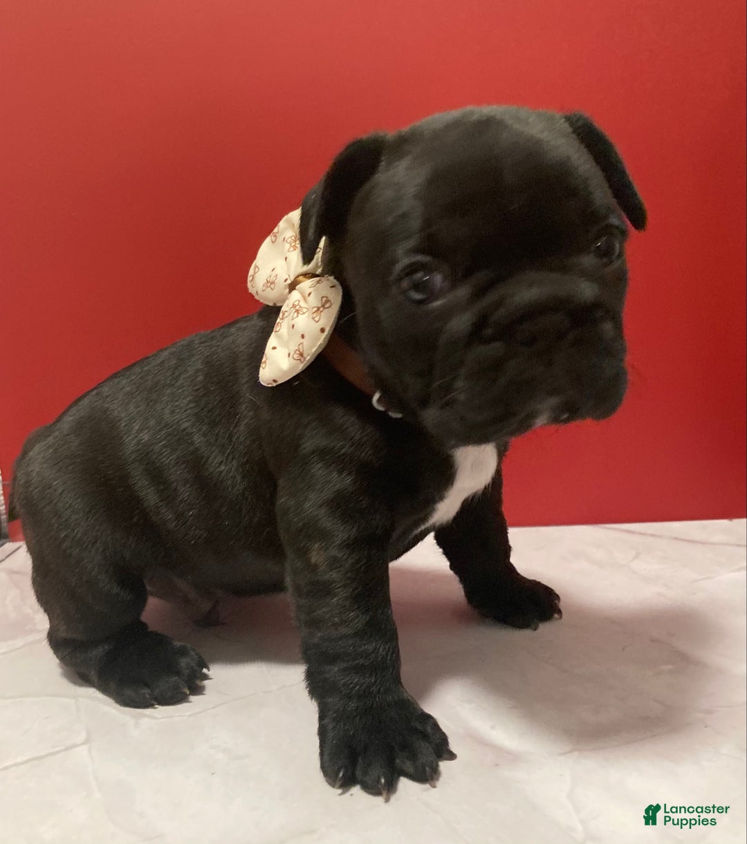 French Bulldog dogs for sale: Coal - Ad 4