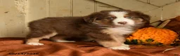 Australian Shepherd dogs for sale: Autumn - Ad 2