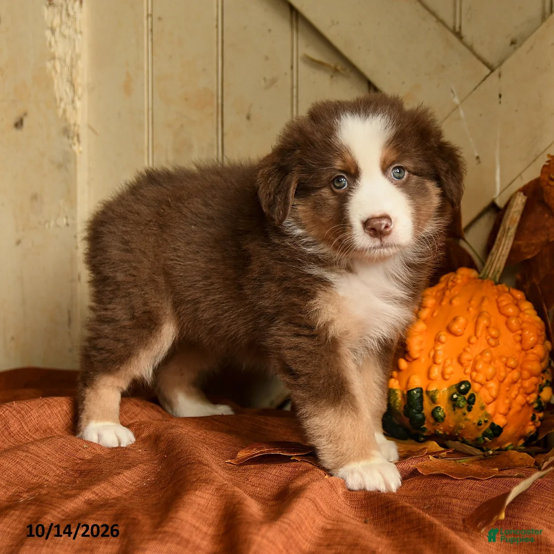 Australian Shepherd dogs for sale: Autumn - Ad 2