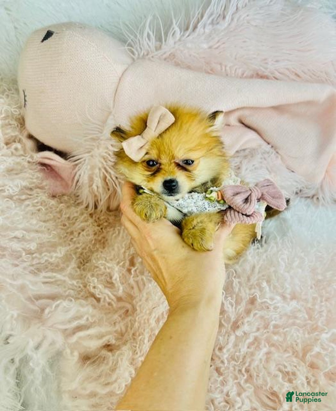 Pomeranian dogs for sale: Pomeranian Puppy 2 - Ad 3