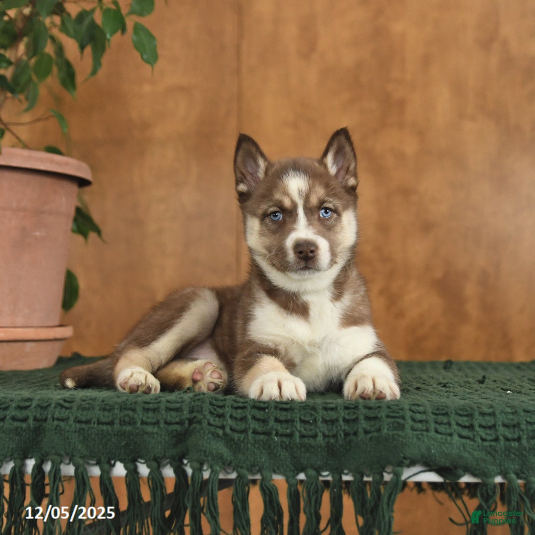 Siberian Husky dogs for sale: Acadia - Ad 5