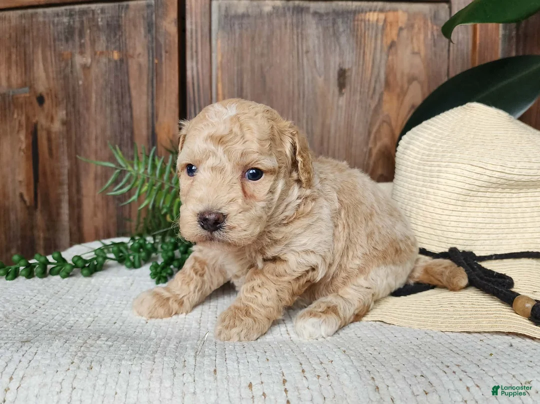 Mini Bernedoodle dogs for sale: Liam - Ad 2