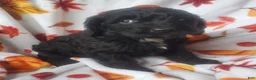 Cockapoo dogs for sale: Scout - Ad 1