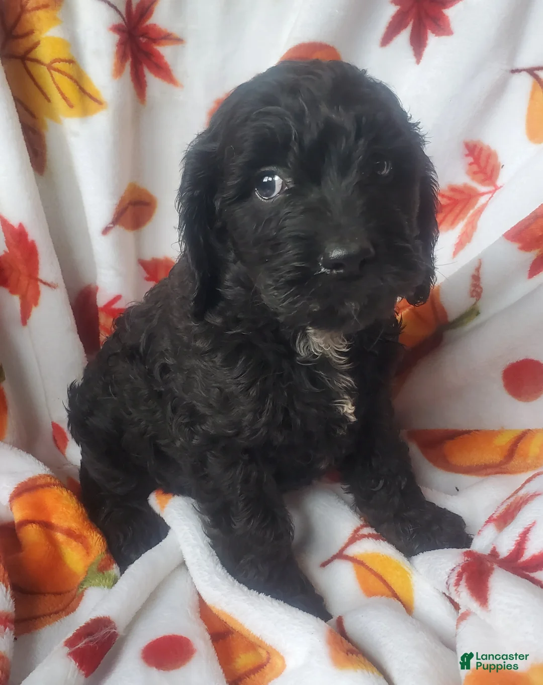 Cockapoo dogs for sale: Scout - Ad 1