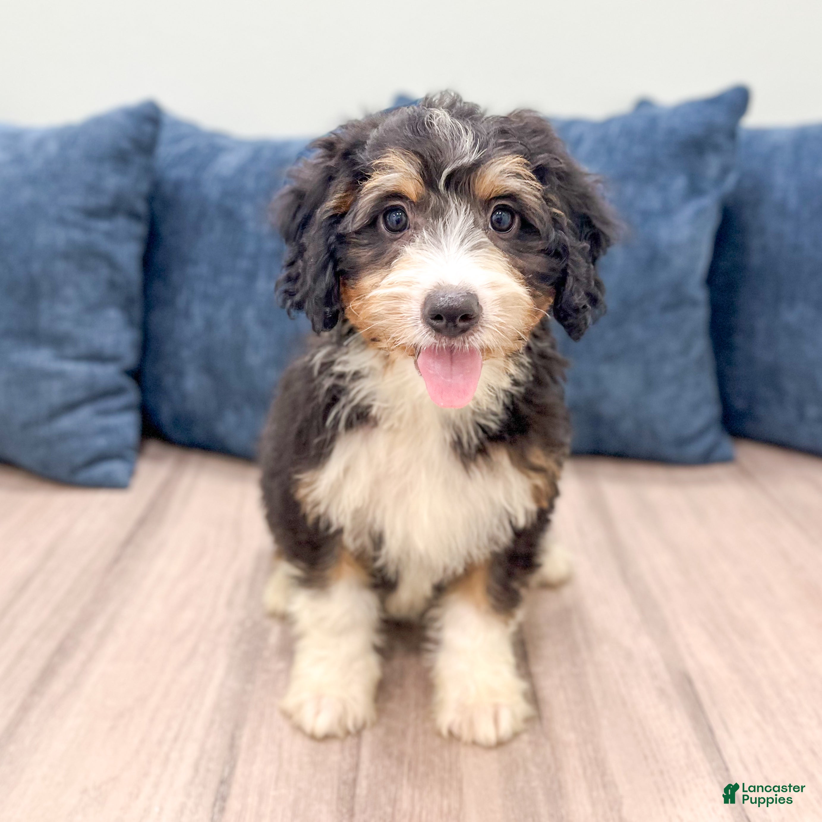 Mini Bernedoodle dogs Abby - New Video - Ad 1