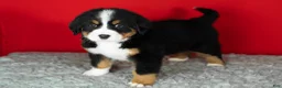 Bernese Mountain Dog dogs for sale: Bernie - Ad 5