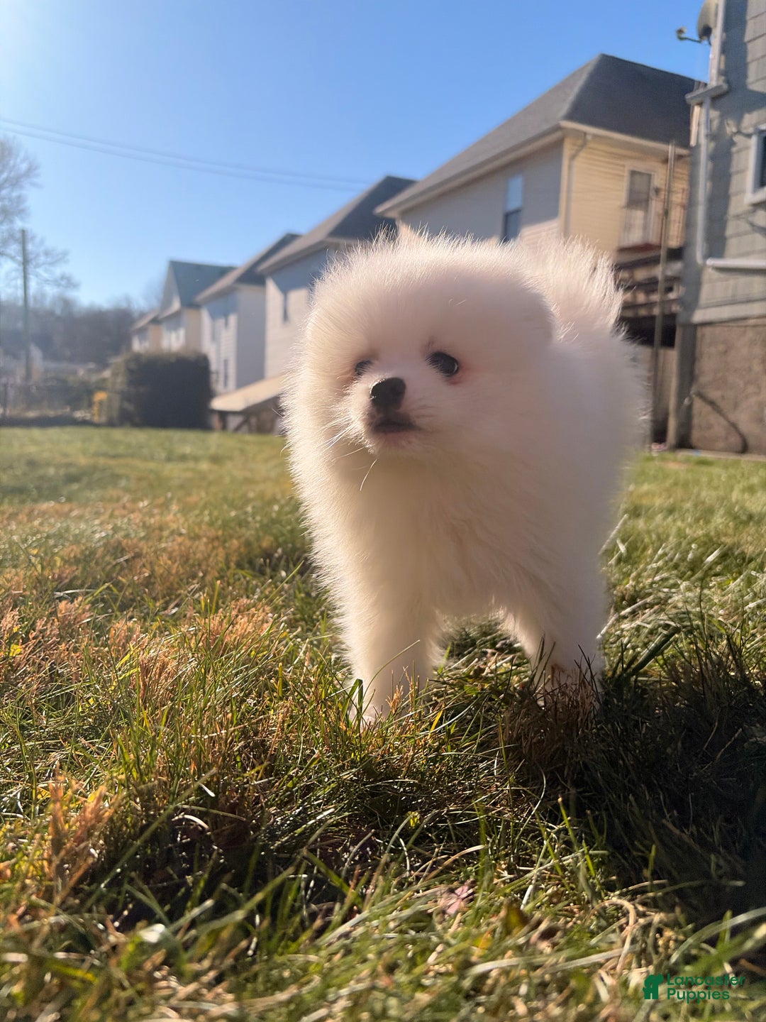 Pomeranian dogs for sale: snowy - Ad 5