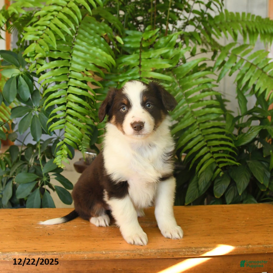 Australian Shepherd dogs Amy - Ad 22